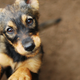I Went Backstage At The Puppy Bowl And Tried To Interview A Bunch Of Puppies